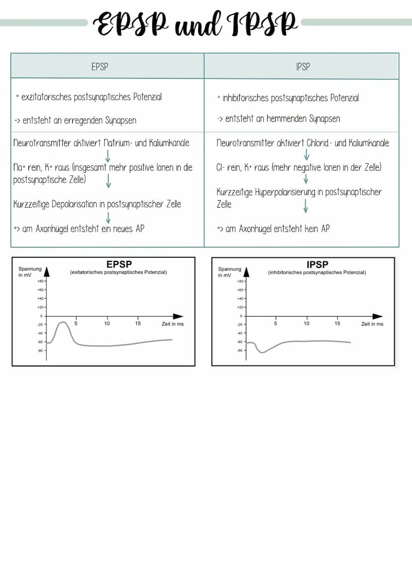 Dendrit
Zellkern
Struktur und Funktion
Dendrit:
Axonhügel
Axon:
Schwann sche
Zelle (Gliazelle):
Rangier'scher
Schnürring
Endknöpfchen
Synaps