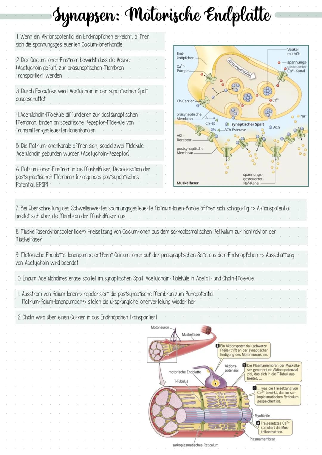 Dendrit
Zellkern
Struktur und Funktion
Dendrit:
Axonhügel
Axon:
Schwann sche
Zelle (Gliazelle):
Rangier'scher
Schnürring
Endknöpfchen
Synaps