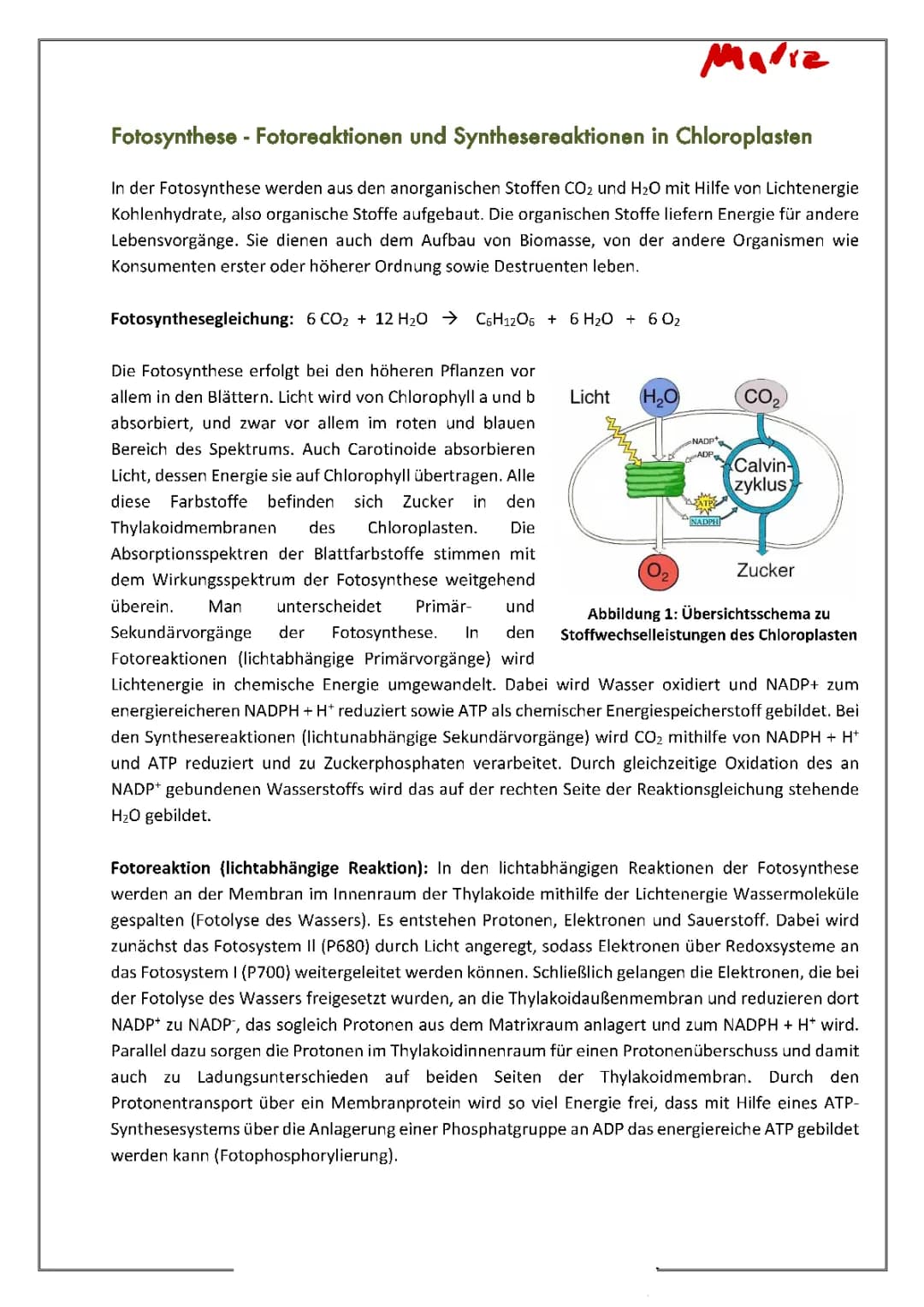 Fotosynthese - Fotoreaktionen und Synthesereaktionen in Chloroplasten