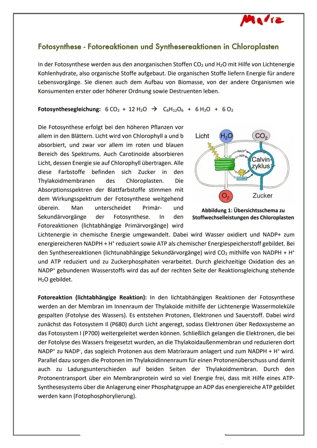 Fotosynthese - Fotoreaktionen und Synthesereaktionen in Chloroplasten
In der Fotosynthese werden aus den anorganischen Stoffen CO2 und H₂O m