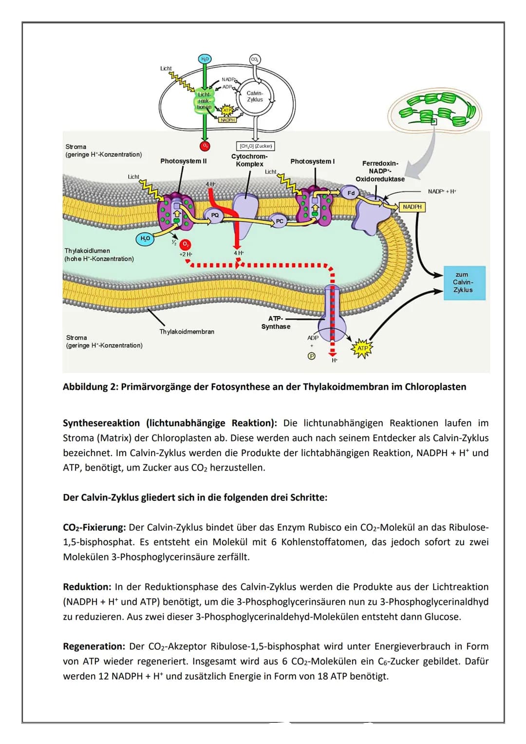 Fotosynthese - Fotoreaktionen und Synthesereaktionen in Chloroplasten
In der Fotosynthese werden aus den anorganischen Stoffen CO2 und H₂O m