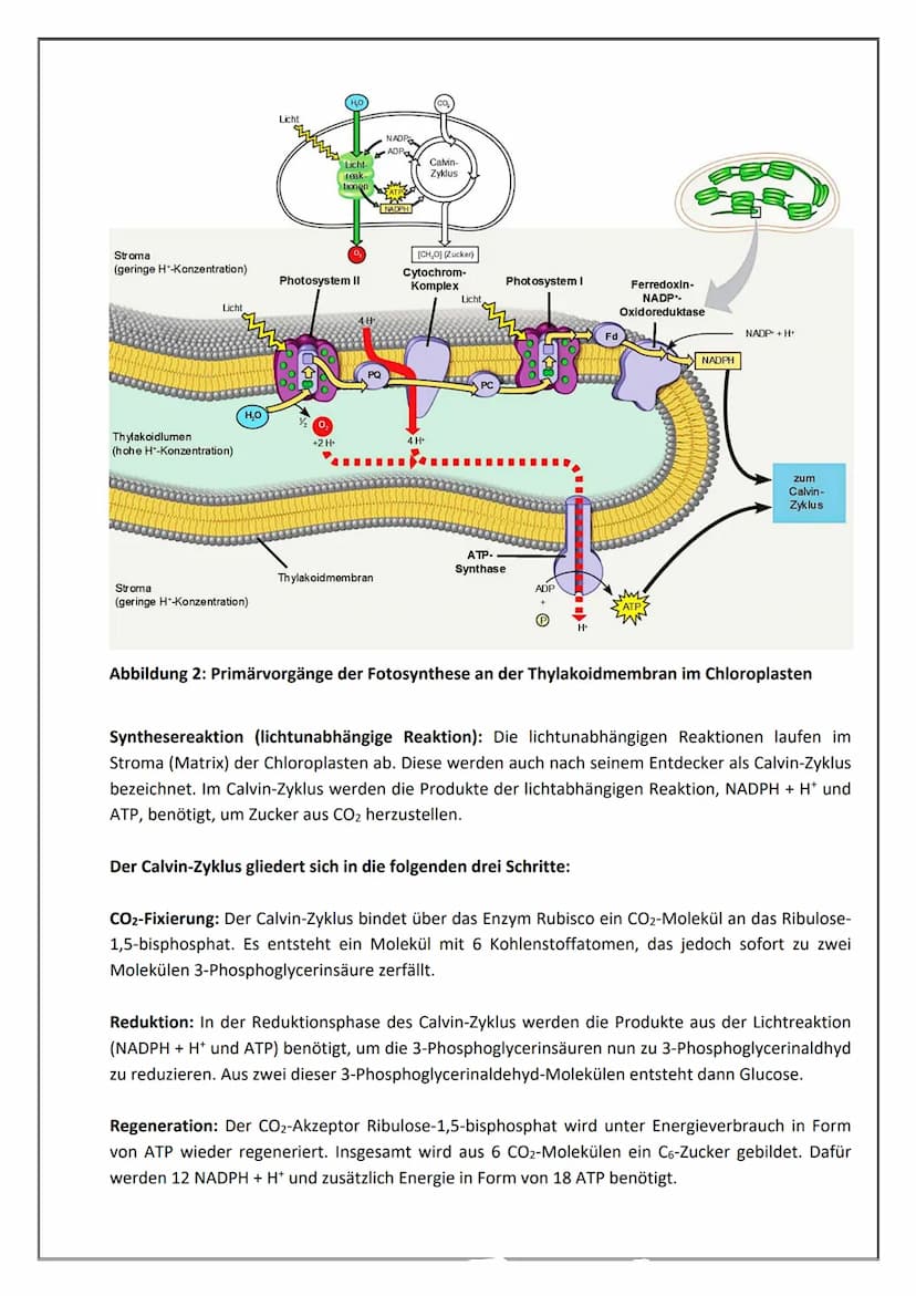 Fotosynthese - Fotoreaktionen und Synthesereaktionen in Chloroplasten
In der Fotosynthese werden aus den anorganischen Stoffen CO2 und H₂O m