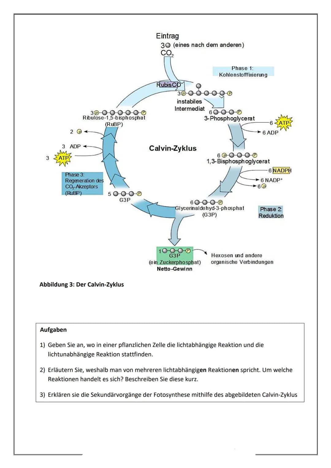 Fotosynthese - Fotoreaktionen und Synthesereaktionen in Chloroplasten
In der Fotosynthese werden aus den anorganischen Stoffen CO2 und H₂O m