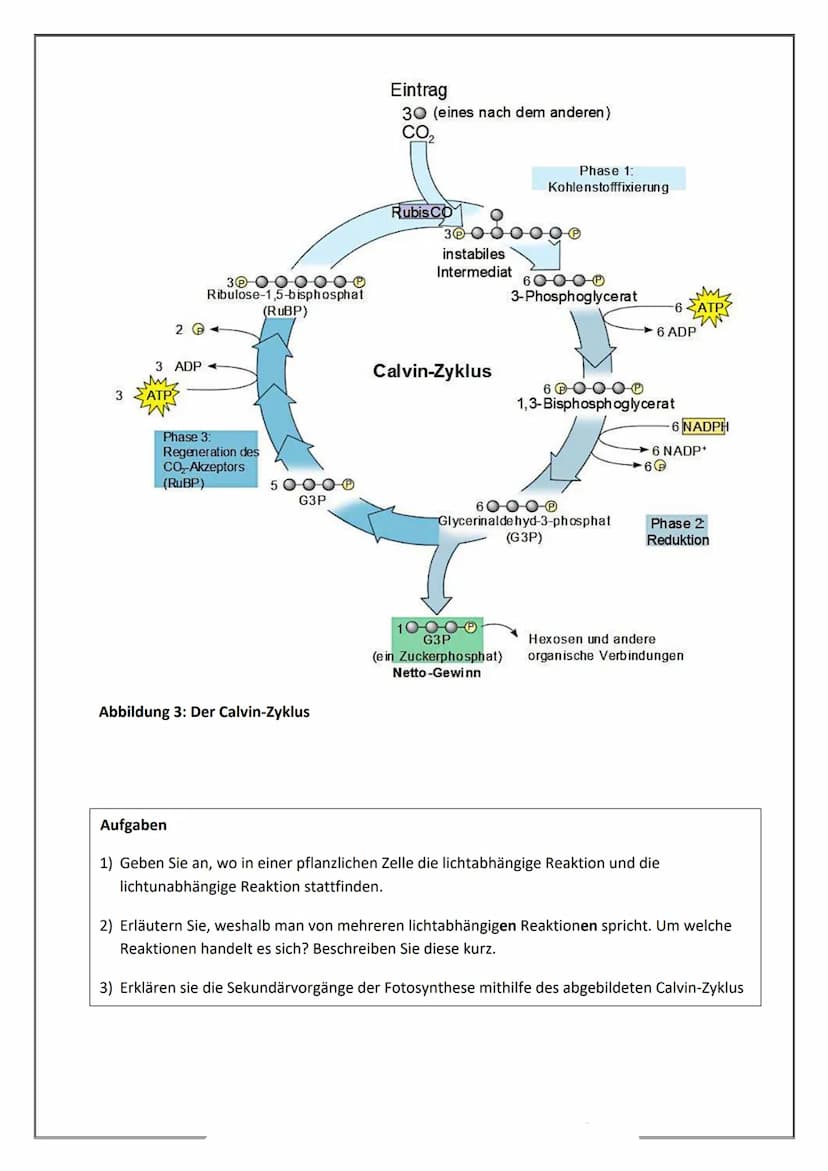 Fotosynthese - Fotoreaktionen und Synthesereaktionen in Chloroplasten
In der Fotosynthese werden aus den anorganischen Stoffen CO2 und H₂O m