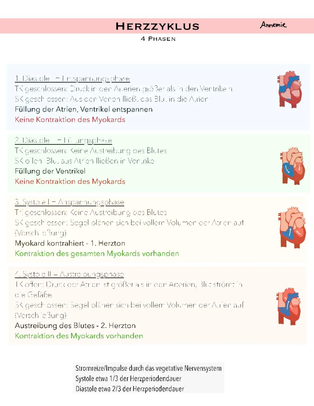 Herzzyklus und Erregungsleitung