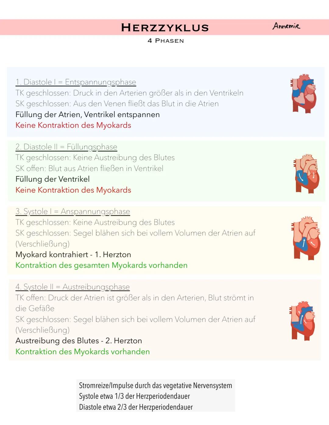 HERZZYKLUS
4 PHASEN
1. Diastole | = Entspannungsphase
TK geschlossen: Druck in den Arterien größer als in den Ventrikeln
SK geschlossen: Aus