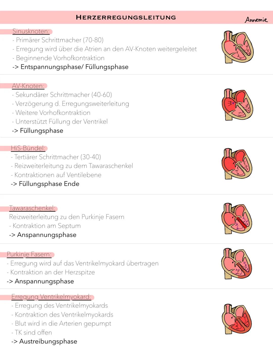 HERZZYKLUS
4 PHASEN
1. Diastole | = Entspannungsphase
TK geschlossen: Druck in den Arterien größer als in den Ventrikeln
SK geschlossen: Aus