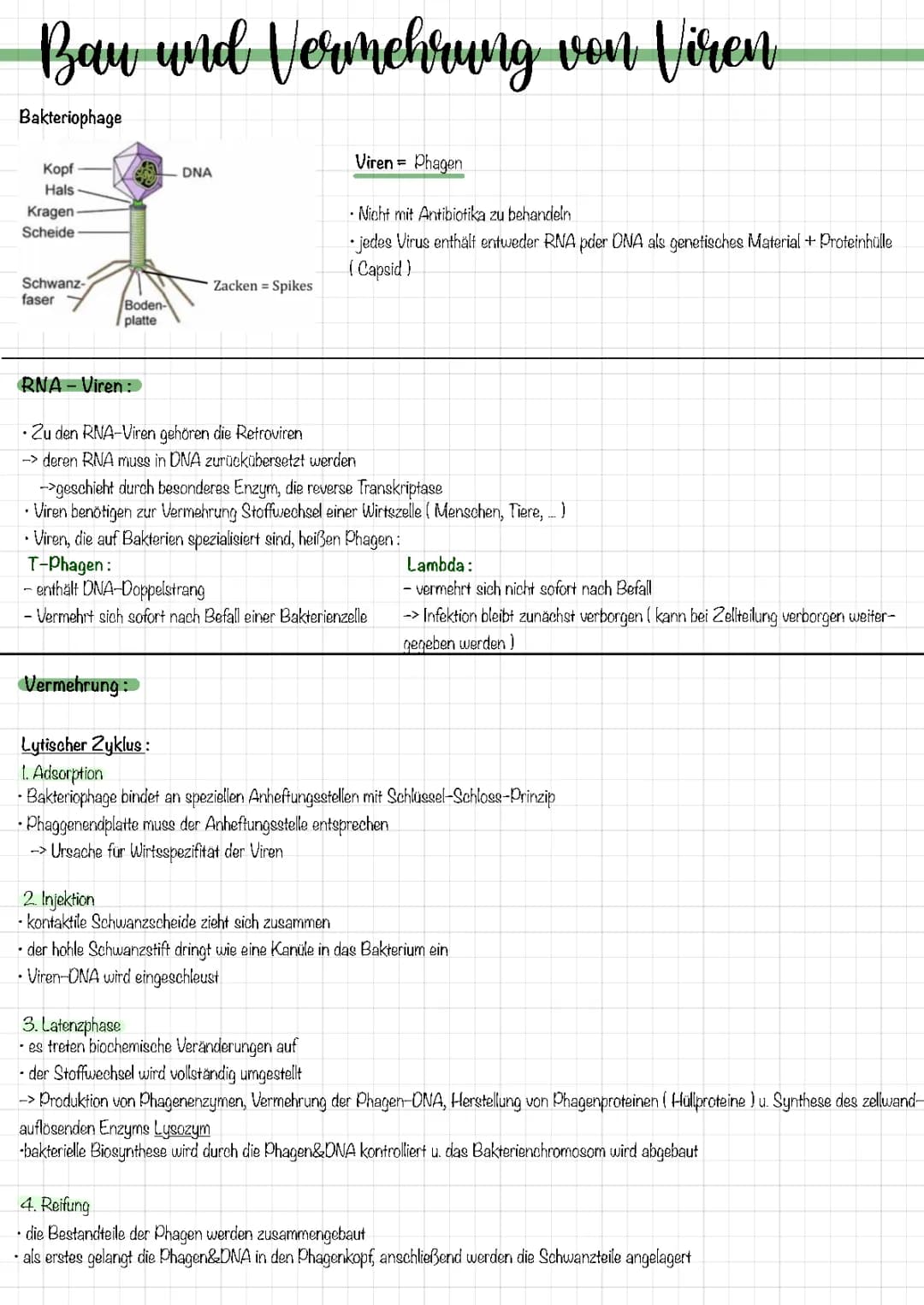Vermehrung und Aufbau von Viren einfach erklärt - Lytischer und Lysogener Zyklus
