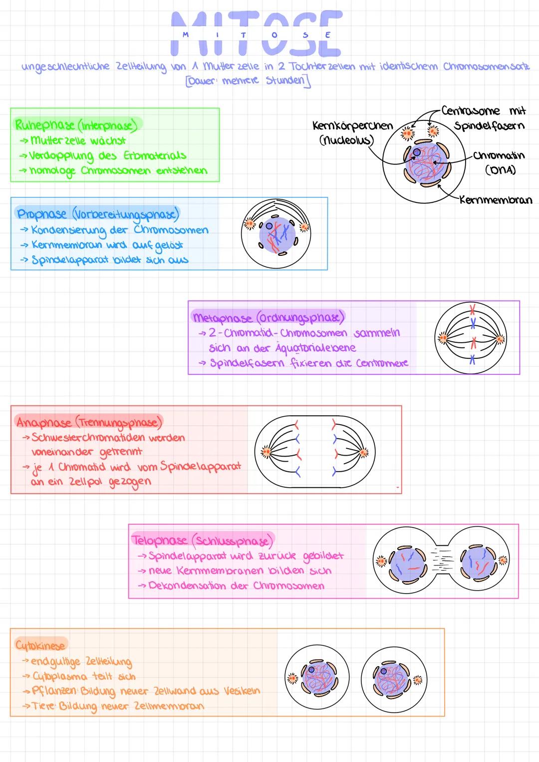 # MITOSE

ungeschlechtliche Zellteilung von 1 Mutter zelle in 2 Tochter zellen mit identischem Chromosomen satt

Ruhephase (interphase)

→Mu