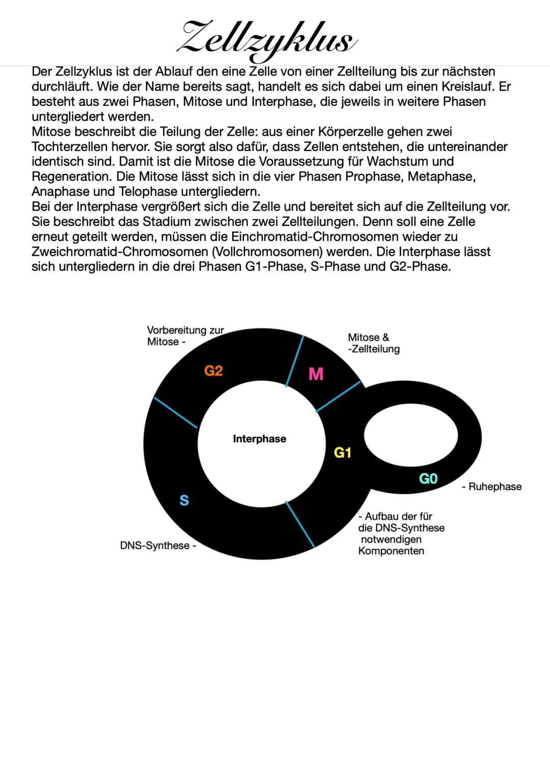 Zellzyklus
Der Zellzyklus ist der Ablauf den eine Zelle von einer Zellteilung bis zur nächsten
durchläuft. Wie der Name bereits sagt, handel