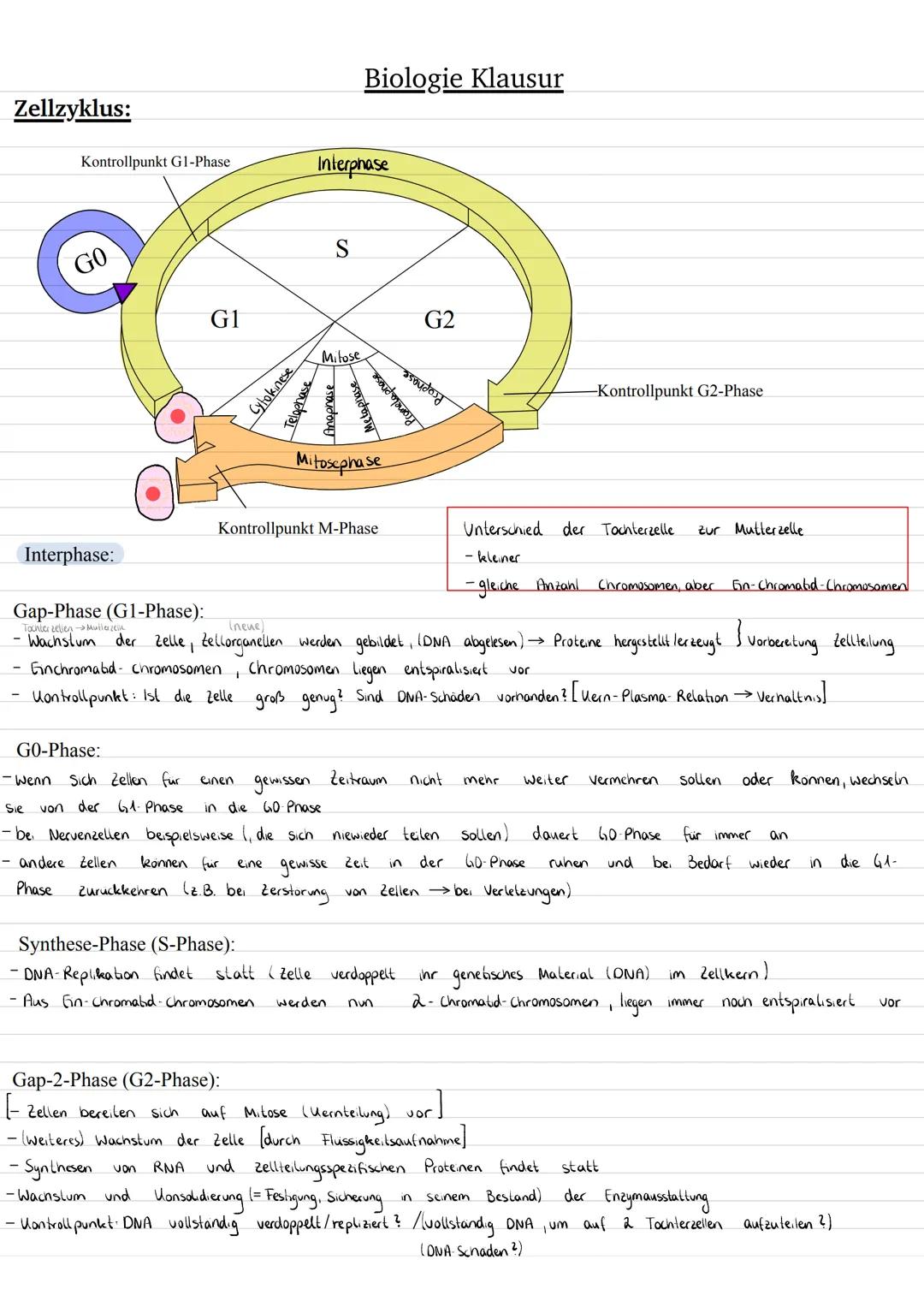 # Biologie Klausur

Zellzyklus:

Kontrollpunkt G1-Phase

GO

Interphase

S

G1

Milose

Cytokinese

Telophase

Anapnase

Metaphase

Promela 