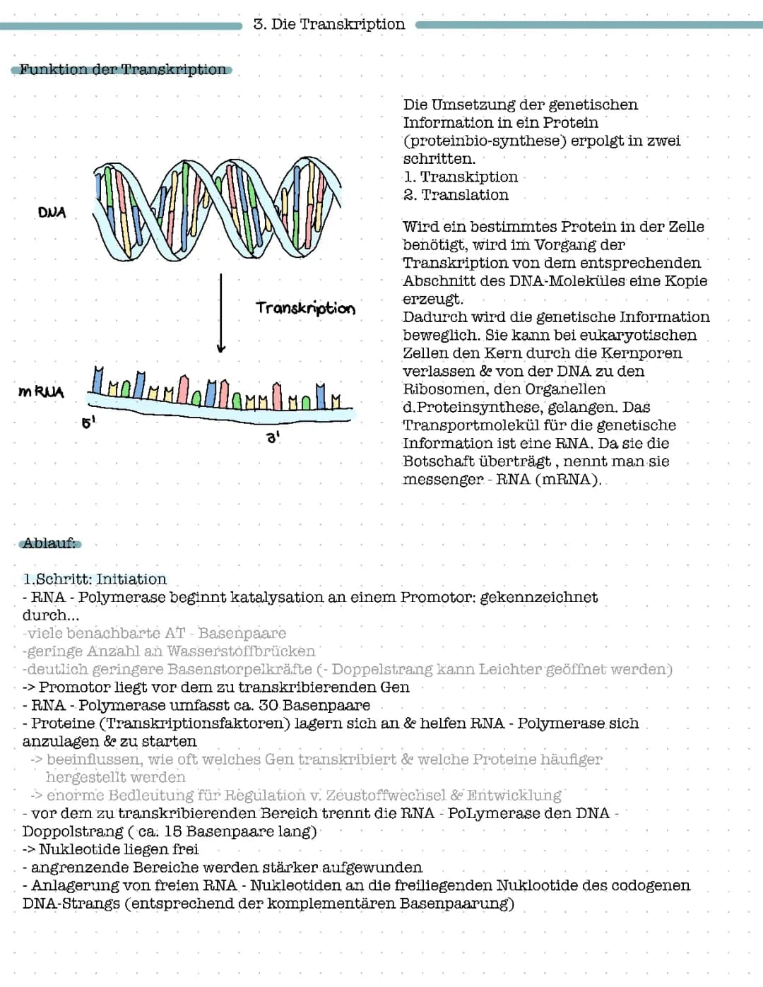 Proteinbiosynthese 