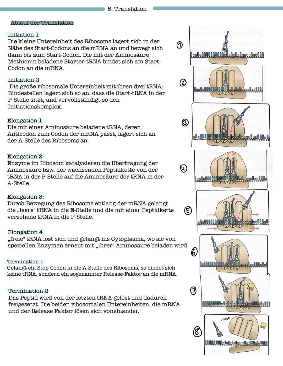 Funktion der Transkription
DNA
M RUA
Ablauf:
3. Die Transkription
DOW
Transkription
Iroluulollannrol
3'
Die Umsetzung der genetischen
Inform