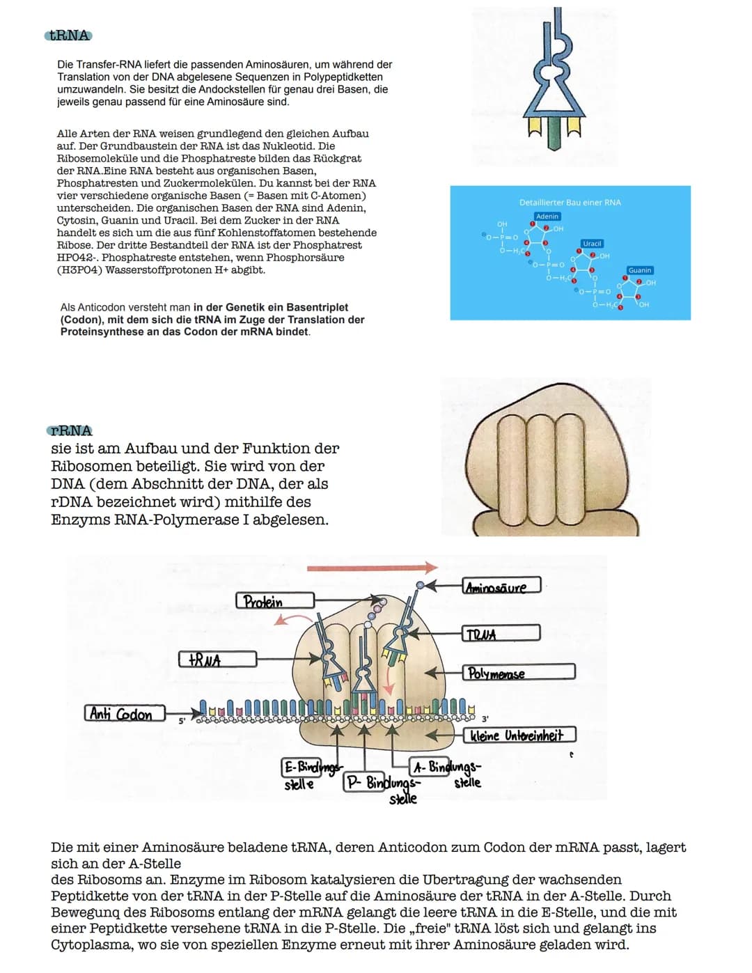 Funktion der Transkription
DNA
M RUA
Ablauf:
3. Die Transkription
DOW
Transkription
Iroluulollannrol
3'
Die Umsetzung der genetischen
Inform
