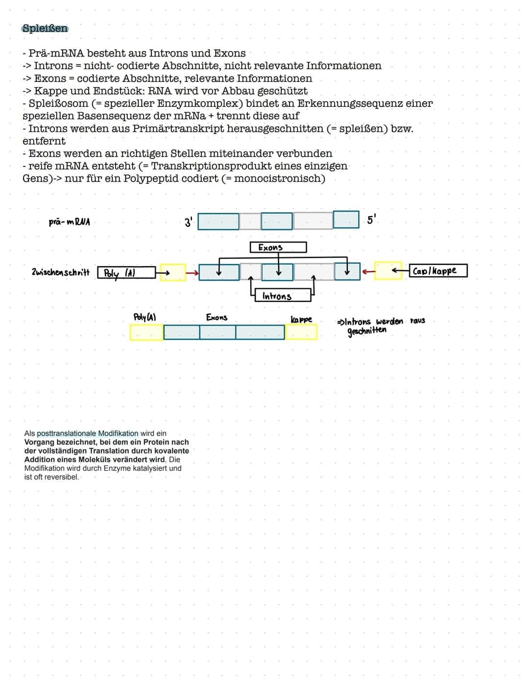 Funktion der Transkription
DNA
M RUA
Ablauf:
3. Die Transkription
DOW
Transkription
Iroluulollannrol
3'
Die Umsetzung der genetischen
Inform