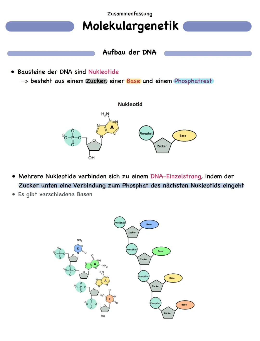 Zusammenfassung
Molekulargenetik
• Bausteine der DNA sind Nukleotide
-> besteht aus einem Zucker, einer Base und einem Phosphatrest
Aufbau d