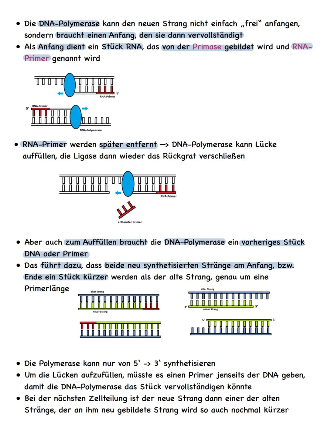 Zusammenfassung
Molekulargenetik
• Bausteine der DNA sind Nukleotide
-> besteht aus einem Zucker, einer Base und einem Phosphatrest
Aufbau d