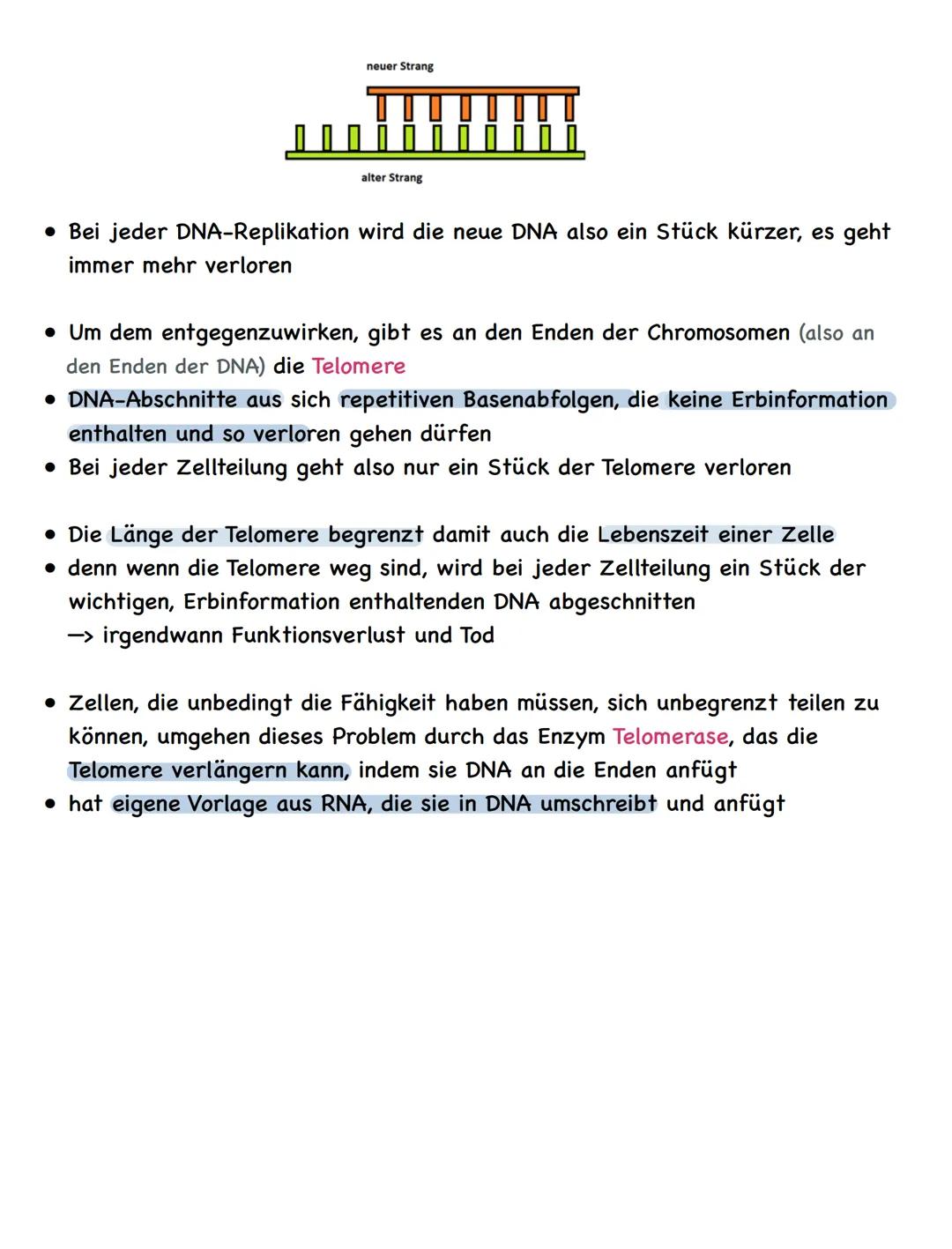 Zusammenfassung
Molekulargenetik
• Bausteine der DNA sind Nukleotide
-> besteht aus einem Zucker, einer Base und einem Phosphatrest
Aufbau d