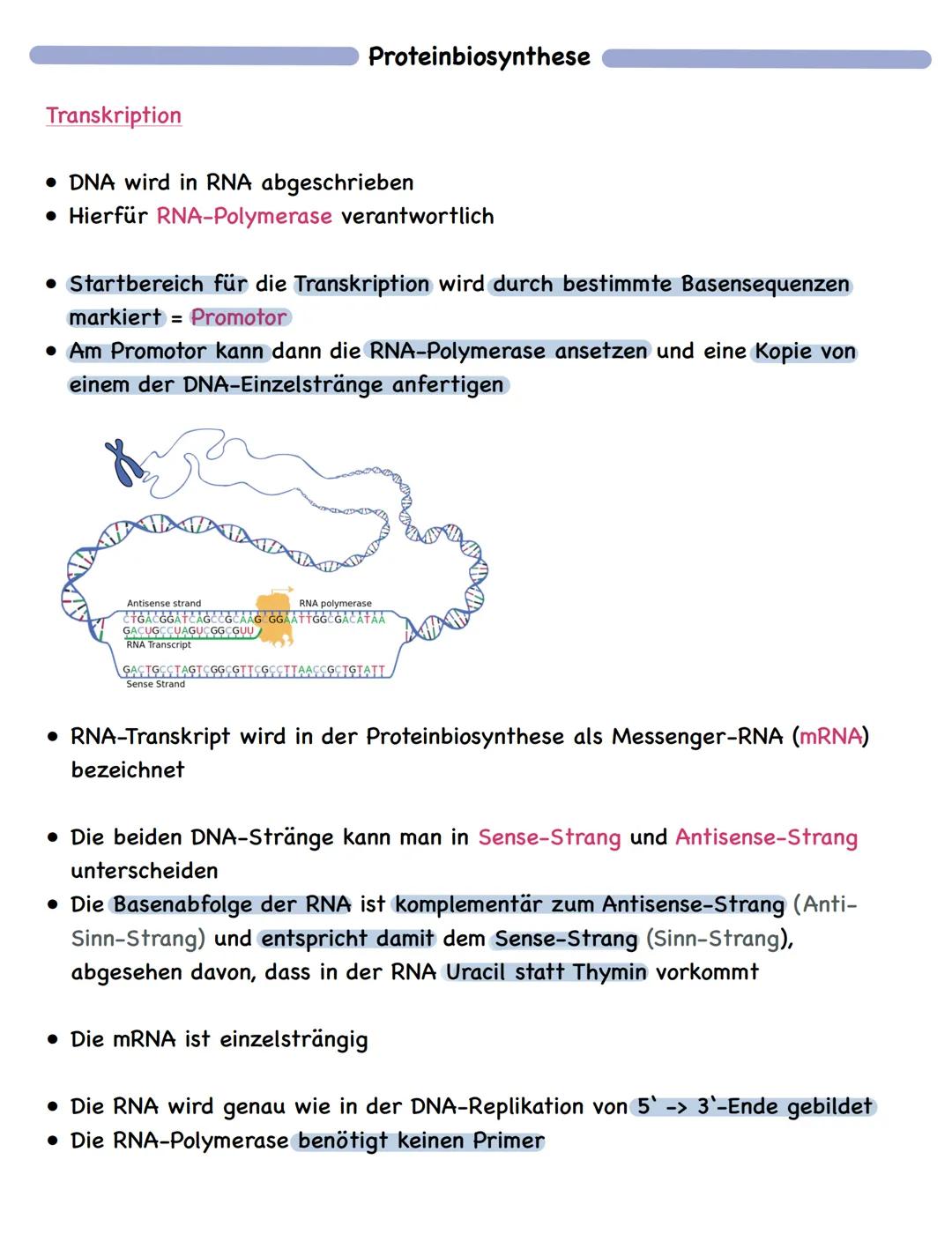 Zusammenfassung
Molekulargenetik
• Bausteine der DNA sind Nukleotide
-> besteht aus einem Zucker, einer Base und einem Phosphatrest
Aufbau d