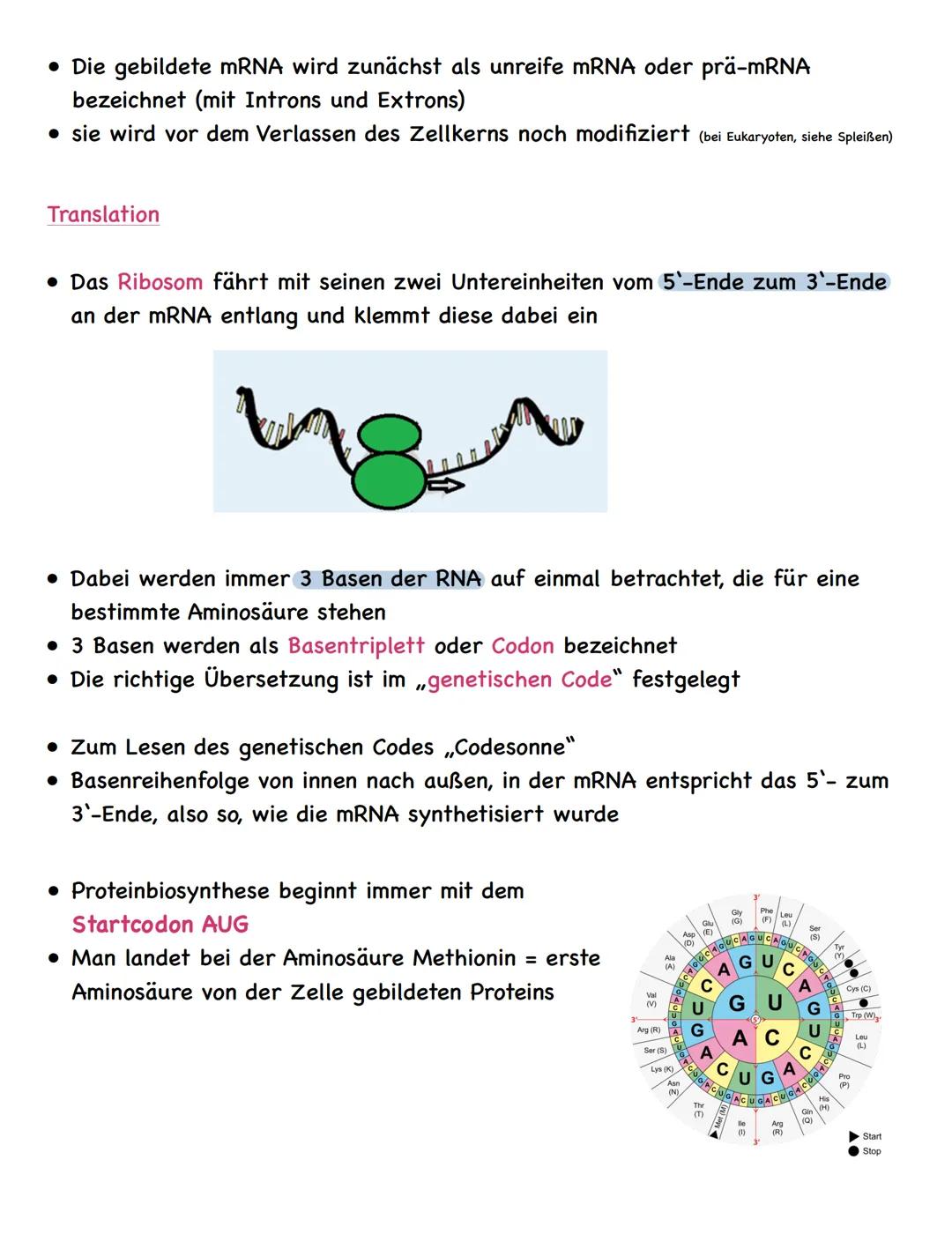 Zusammenfassung
Molekulargenetik
• Bausteine der DNA sind Nukleotide
-> besteht aus einem Zucker, einer Base und einem Phosphatrest
Aufbau d