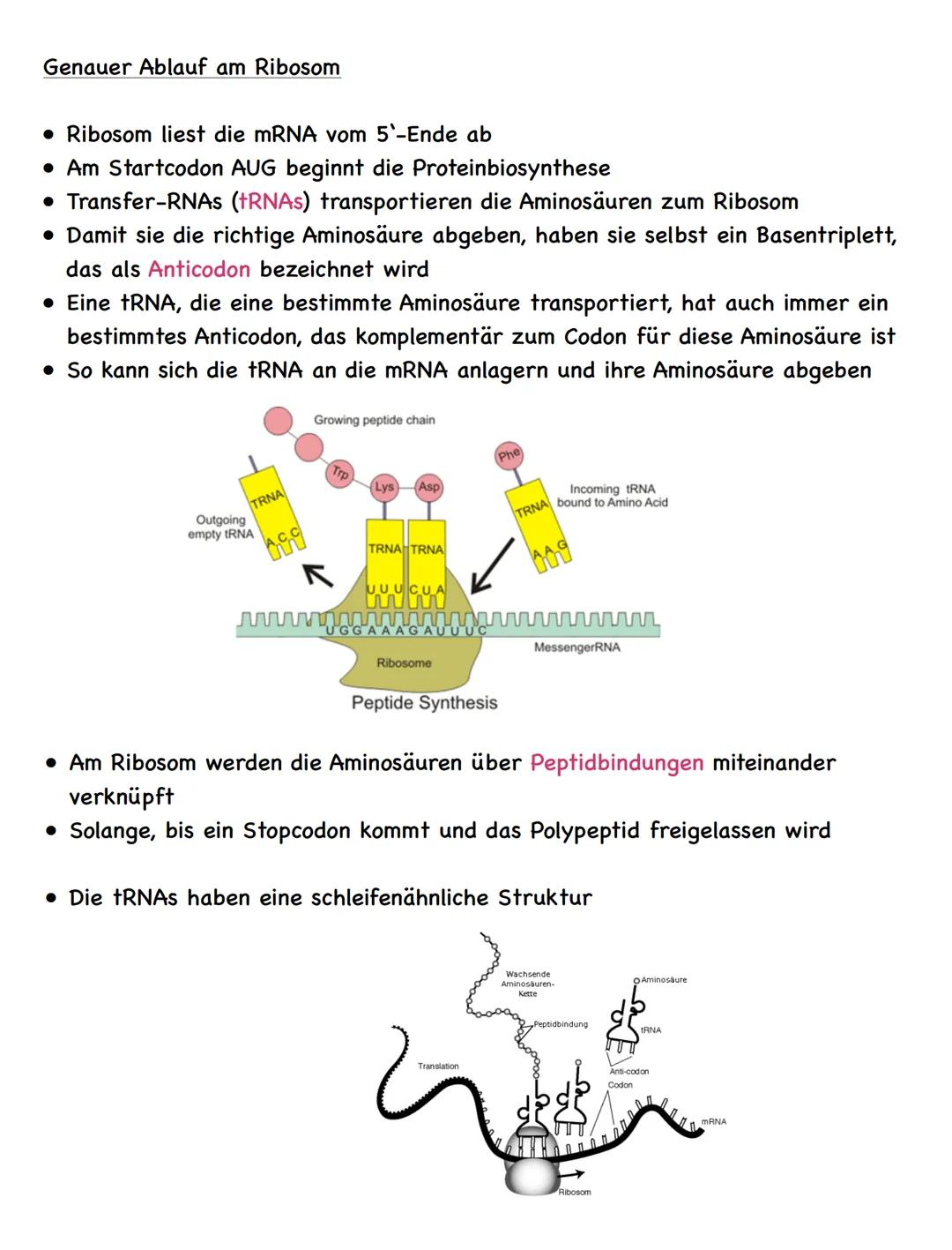 Zusammenfassung
Molekulargenetik
• Bausteine der DNA sind Nukleotide
-> besteht aus einem Zucker, einer Base und einem Phosphatrest
Aufbau d