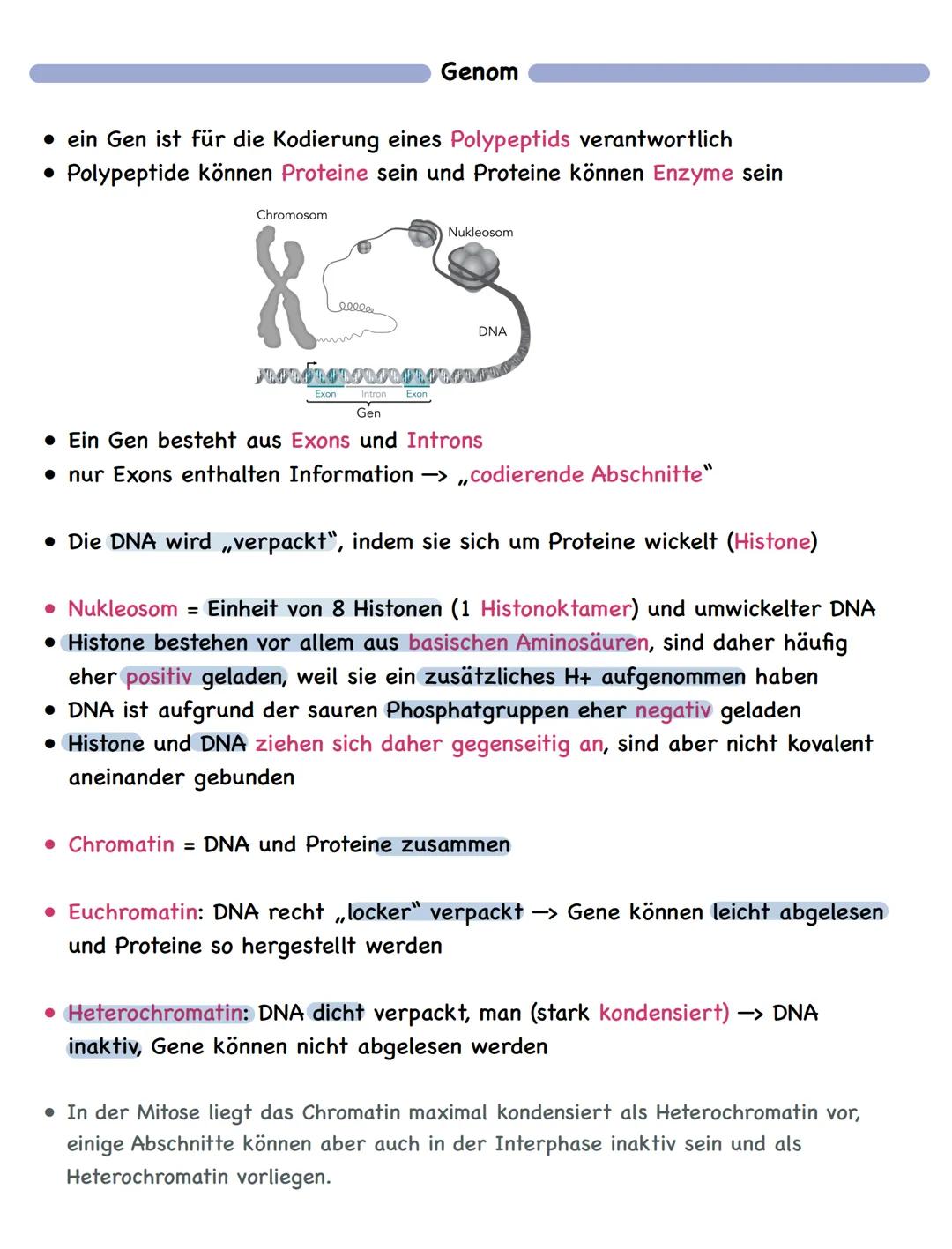 Zusammenfassung
Molekulargenetik
• Bausteine der DNA sind Nukleotide
-> besteht aus einem Zucker, einer Base und einem Phosphatrest
Aufbau d