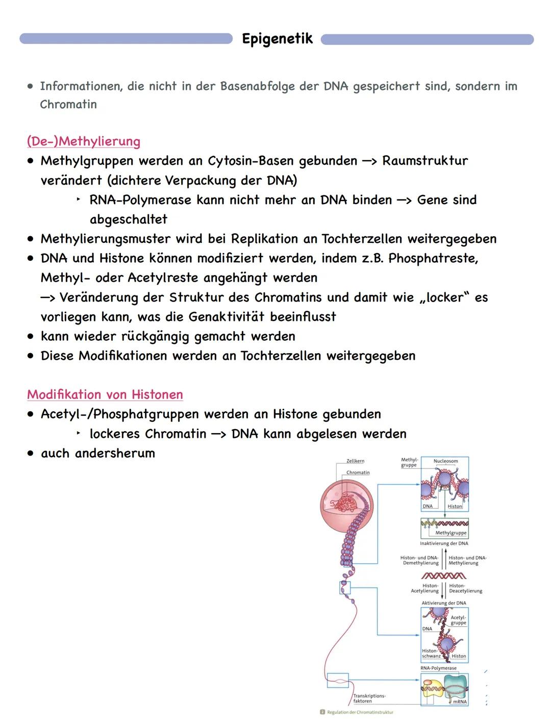 Zusammenfassung
Molekulargenetik
• Bausteine der DNA sind Nukleotide
-> besteht aus einem Zucker, einer Base und einem Phosphatrest
Aufbau d