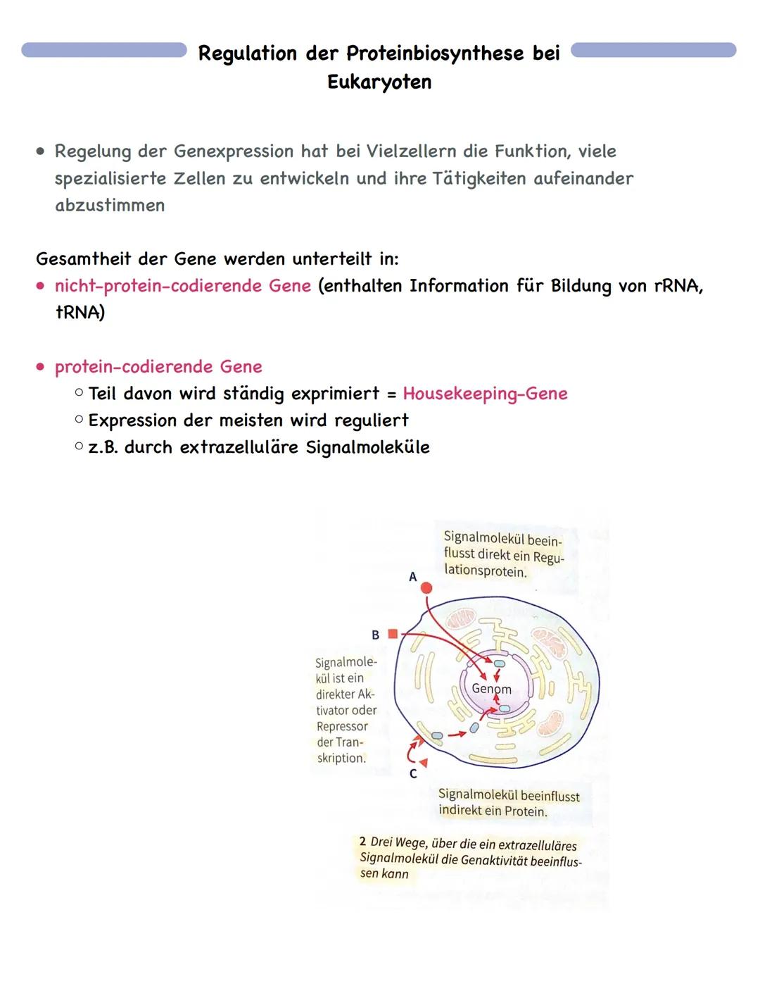 Zusammenfassung
Molekulargenetik
• Bausteine der DNA sind Nukleotide
-> besteht aus einem Zucker, einer Base und einem Phosphatrest
Aufbau d