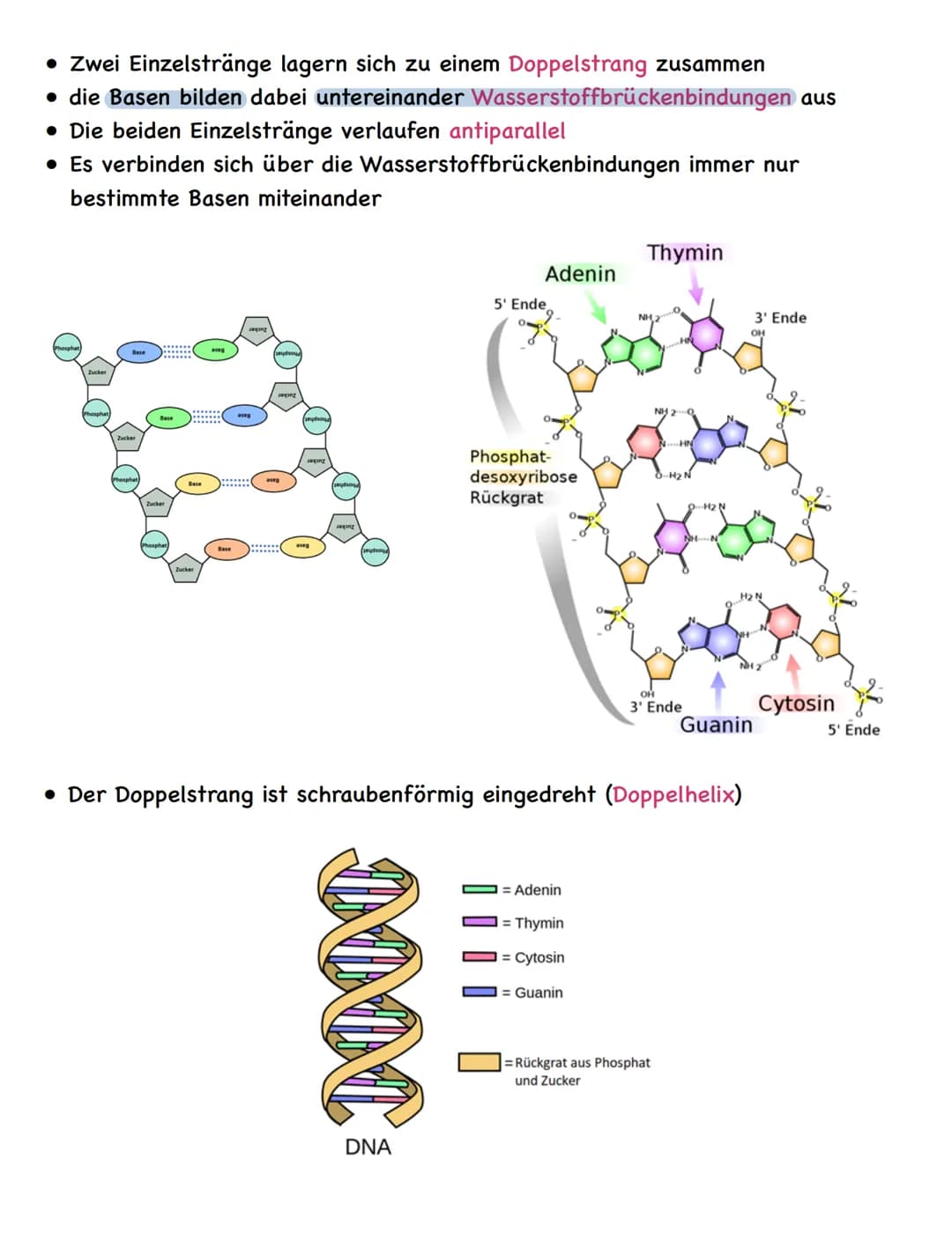 Zusammenfassung
Molekulargenetik
• Bausteine der DNA sind Nukleotide
-> besteht aus einem Zucker, einer Base und einem Phosphatrest
Aufbau d