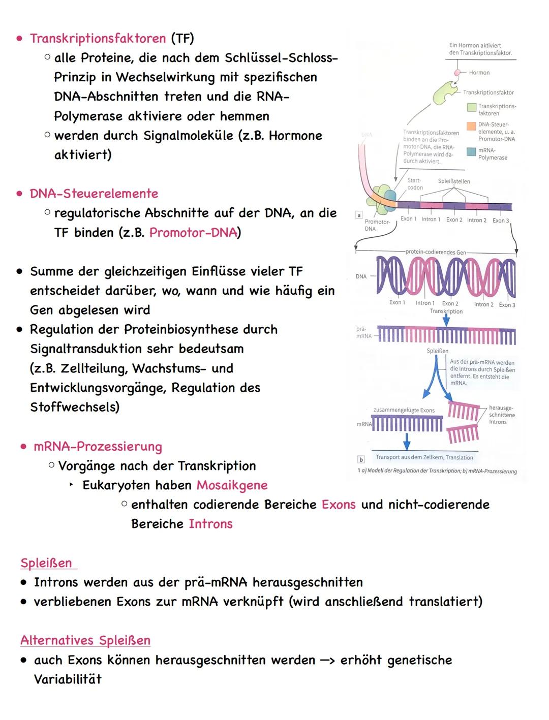 Zusammenfassung
Molekulargenetik
• Bausteine der DNA sind Nukleotide
-> besteht aus einem Zucker, einer Base und einem Phosphatrest
Aufbau d