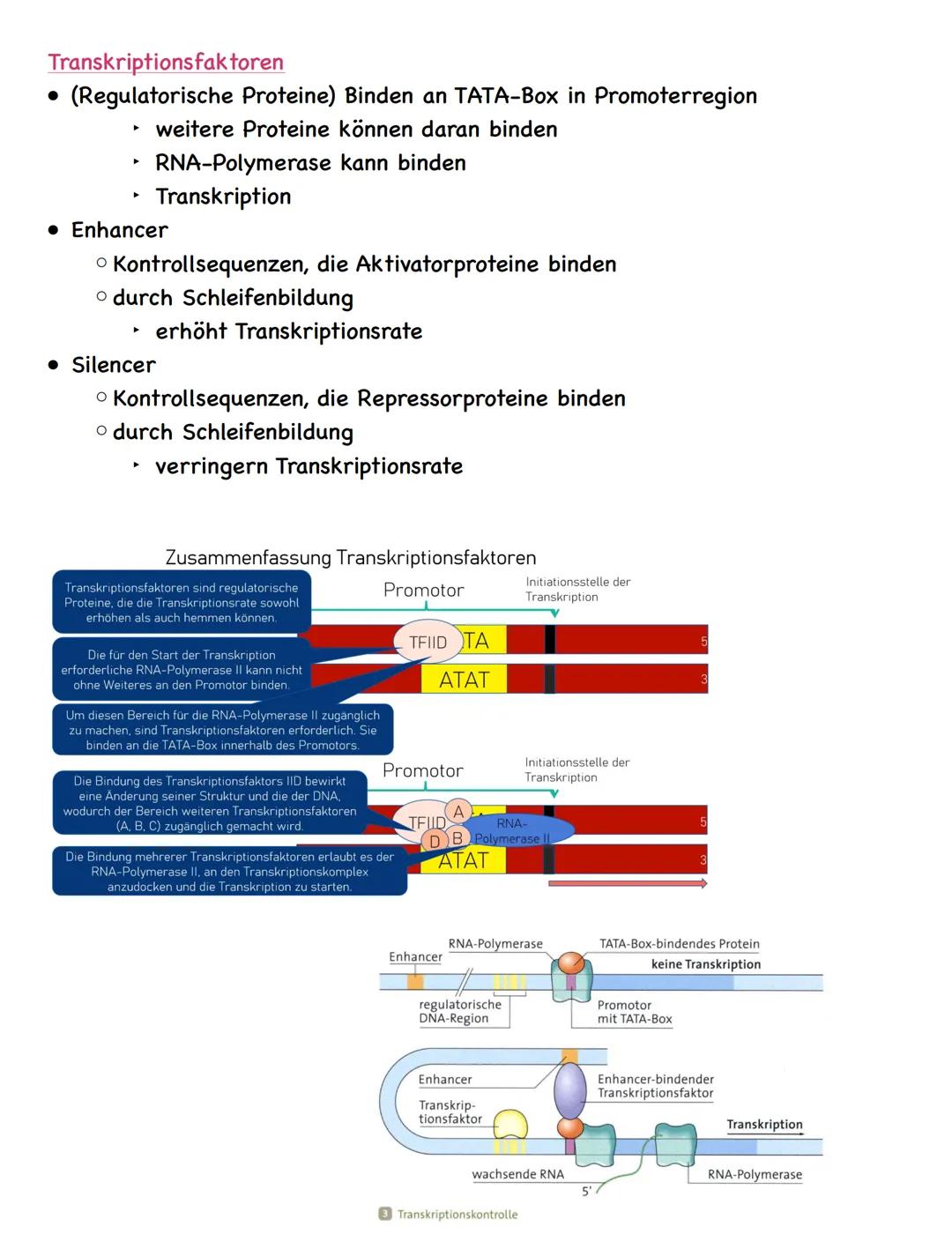 Zusammenfassung
Molekulargenetik
• Bausteine der DNA sind Nukleotide
-> besteht aus einem Zucker, einer Base und einem Phosphatrest
Aufbau d