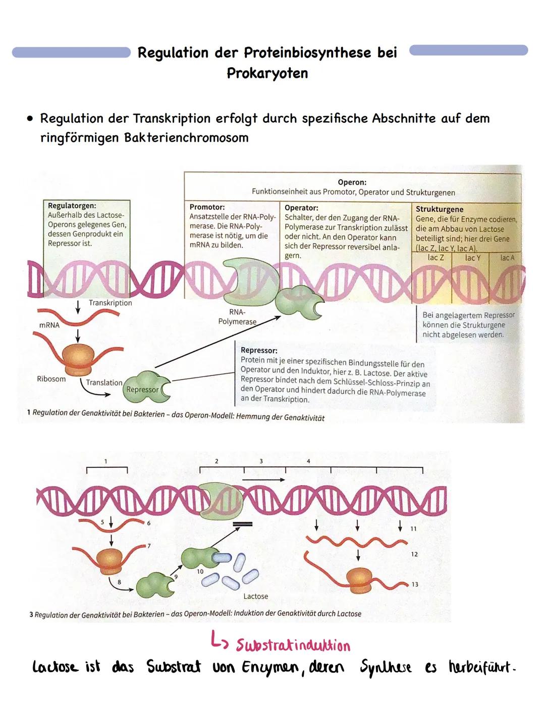 Zusammenfassung
Molekulargenetik
• Bausteine der DNA sind Nukleotide
-> besteht aus einem Zucker, einer Base und einem Phosphatrest
Aufbau d