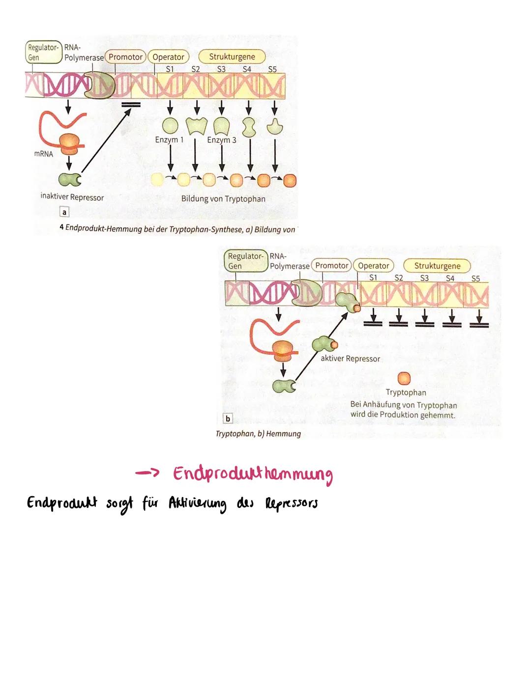 Zusammenfassung
Molekulargenetik
• Bausteine der DNA sind Nukleotide
-> besteht aus einem Zucker, einer Base und einem Phosphatrest
Aufbau d