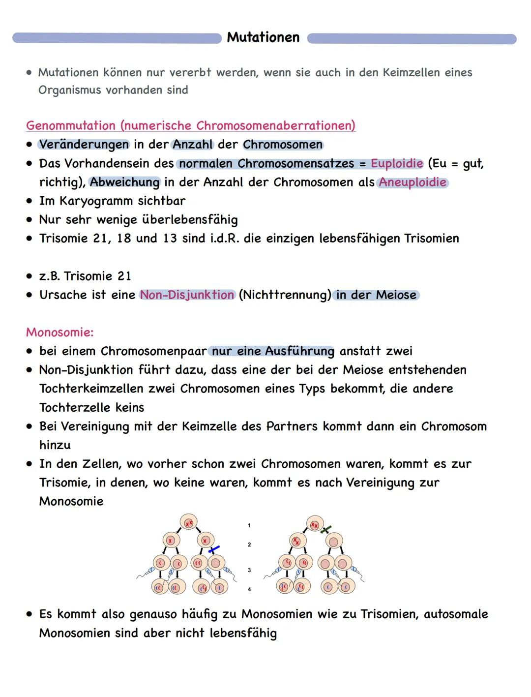 Zusammenfassung
Molekulargenetik
• Bausteine der DNA sind Nukleotide
-> besteht aus einem Zucker, einer Base und einem Phosphatrest
Aufbau d