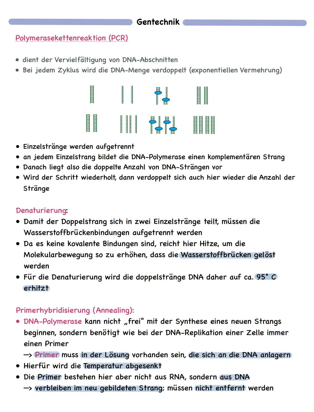 Zusammenfassung
Molekulargenetik
• Bausteine der DNA sind Nukleotide
-> besteht aus einem Zucker, einer Base und einem Phosphatrest
Aufbau d