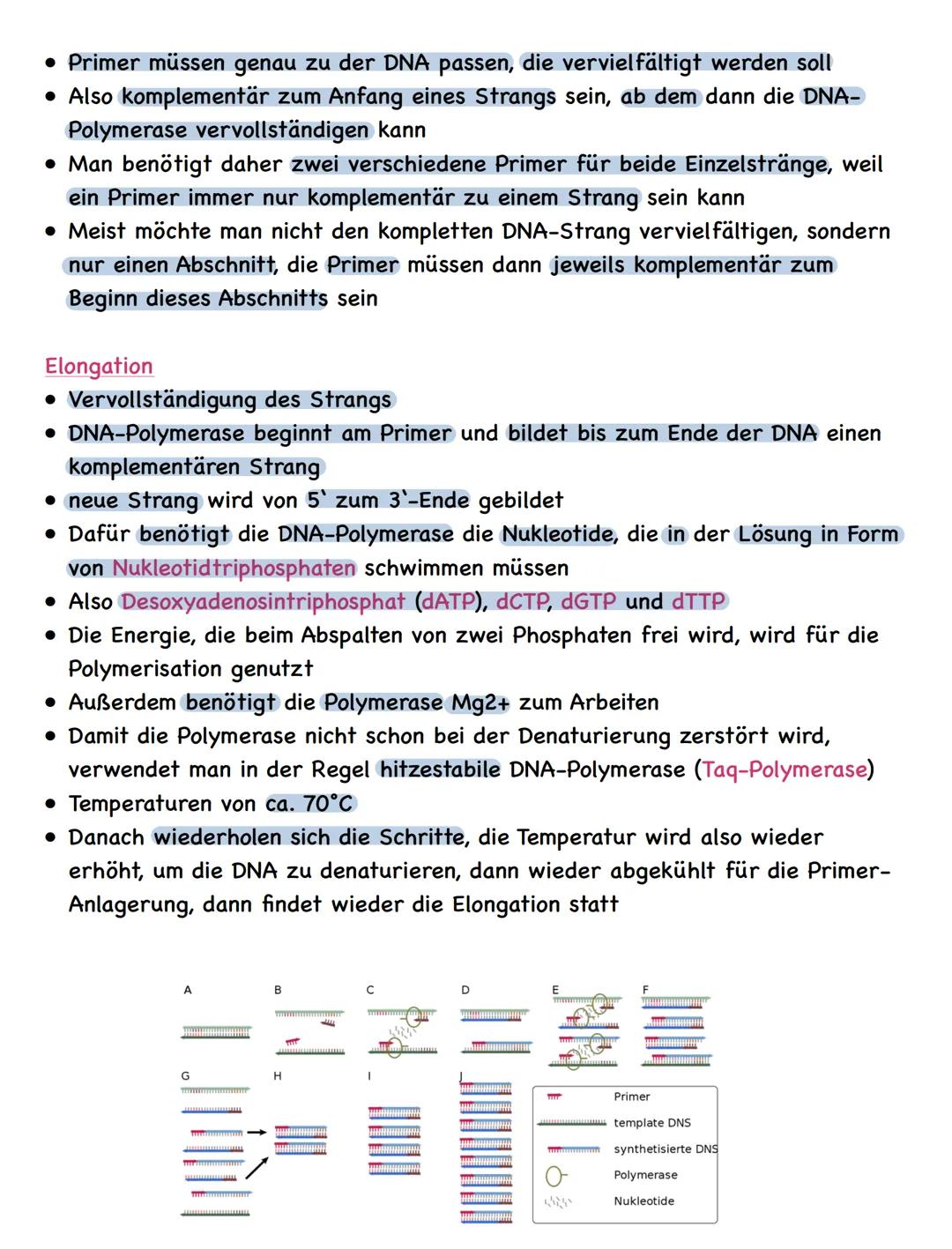 Zusammenfassung
Molekulargenetik
• Bausteine der DNA sind Nukleotide
-> besteht aus einem Zucker, einer Base und einem Phosphatrest
Aufbau d