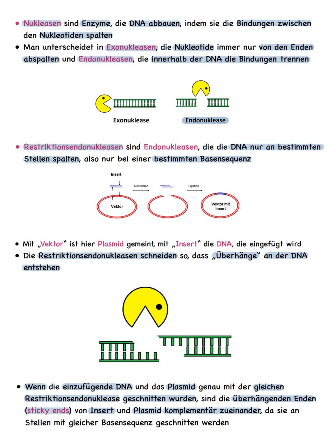 Zusammenfassung
Molekulargenetik
• Bausteine der DNA sind Nukleotide
-> besteht aus einem Zucker, einer Base und einem Phosphatrest
Aufbau d