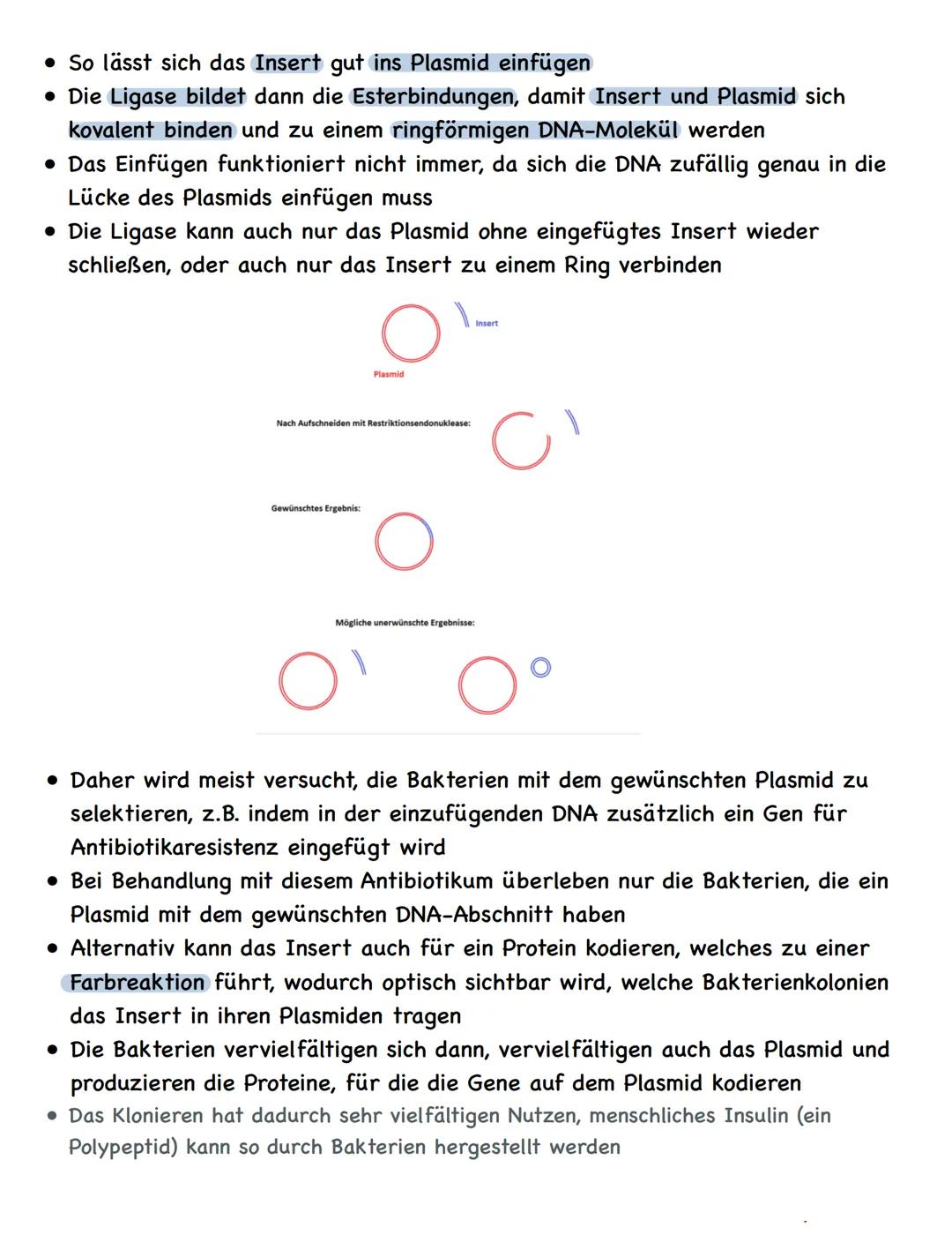 Zusammenfassung
Molekulargenetik
• Bausteine der DNA sind Nukleotide
-> besteht aus einem Zucker, einer Base und einem Phosphatrest
Aufbau d