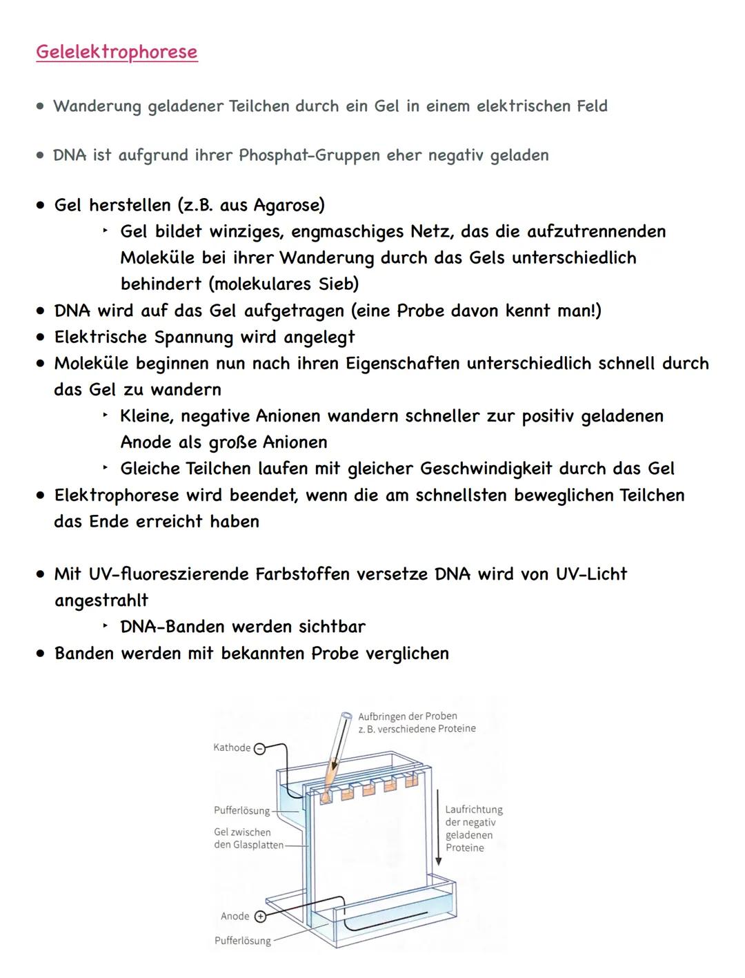 Zusammenfassung
Molekulargenetik
• Bausteine der DNA sind Nukleotide
-> besteht aus einem Zucker, einer Base und einem Phosphatrest
Aufbau d