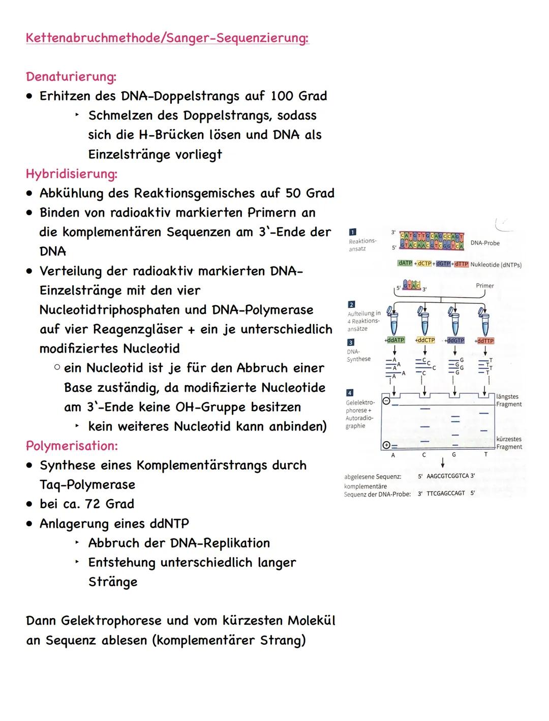 Zusammenfassung
Molekulargenetik
• Bausteine der DNA sind Nukleotide
-> besteht aus einem Zucker, einer Base und einem Phosphatrest
Aufbau d