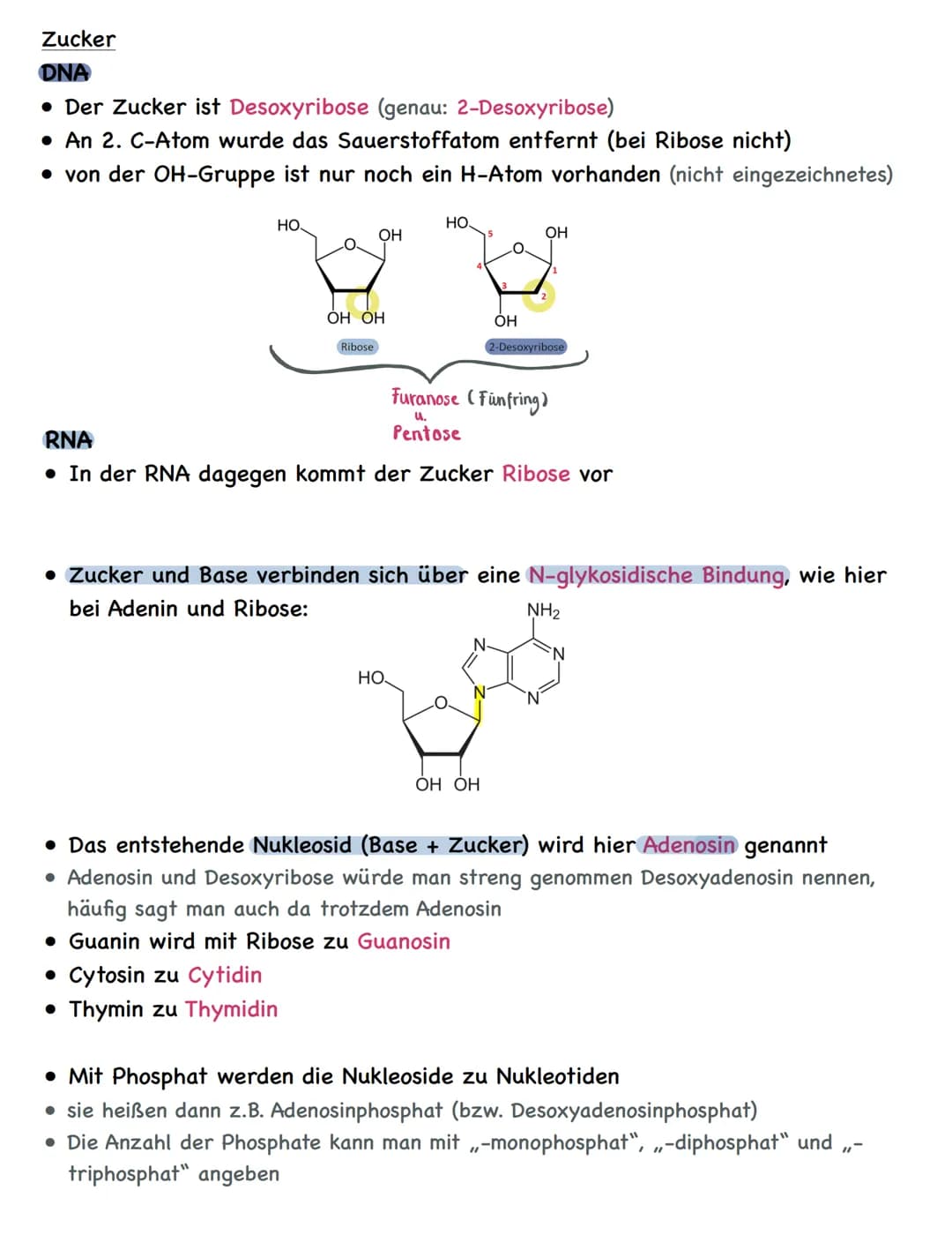 Zusammenfassung
Molekulargenetik
• Bausteine der DNA sind Nukleotide
-> besteht aus einem Zucker, einer Base und einem Phosphatrest
Aufbau d