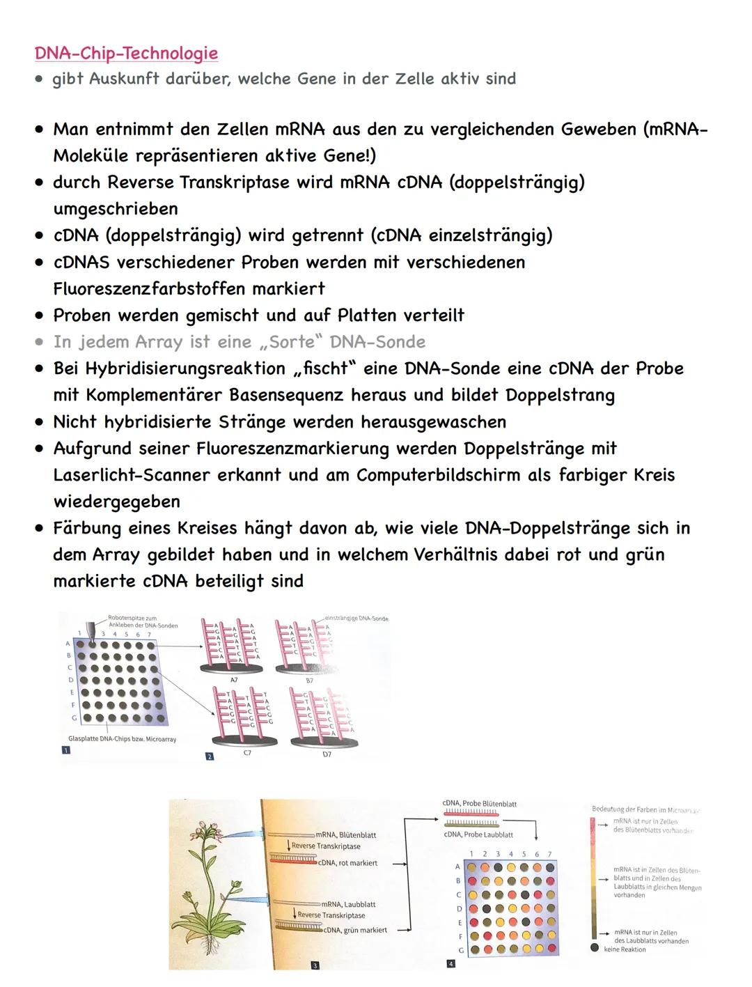 Zusammenfassung
Molekulargenetik
• Bausteine der DNA sind Nukleotide
-> besteht aus einem Zucker, einer Base und einem Phosphatrest
Aufbau d