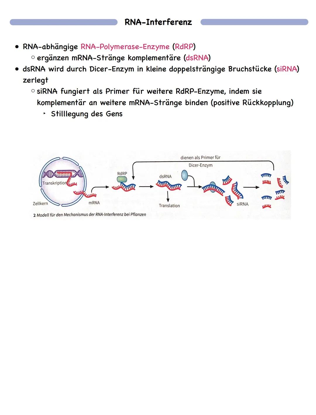 Zusammenfassung
Molekulargenetik
• Bausteine der DNA sind Nukleotide
-> besteht aus einem Zucker, einer Base und einem Phosphatrest
Aufbau d