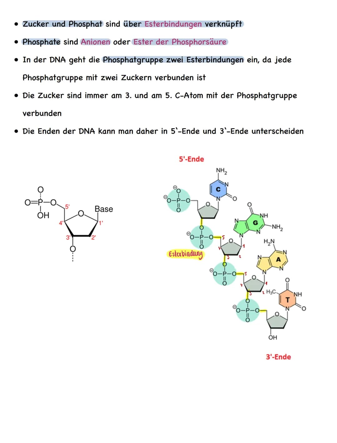 Zusammenfassung
Molekulargenetik
• Bausteine der DNA sind Nukleotide
-> besteht aus einem Zucker, einer Base und einem Phosphatrest
Aufbau d