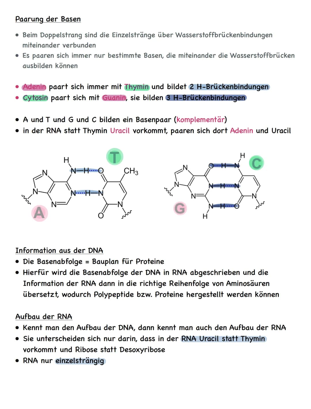 Zusammenfassung
Molekulargenetik
• Bausteine der DNA sind Nukleotide
-> besteht aus einem Zucker, einer Base und einem Phosphatrest
Aufbau d