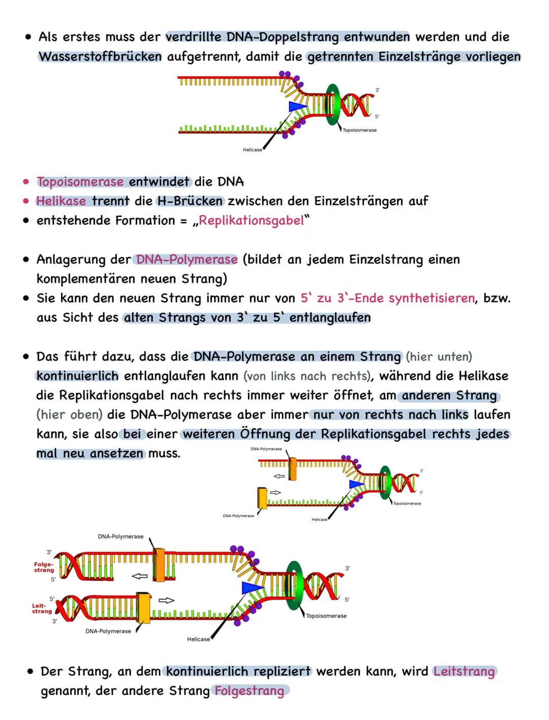 Zusammenfassung
Molekulargenetik
• Bausteine der DNA sind Nukleotide
-> besteht aus einem Zucker, einer Base und einem Phosphatrest
Aufbau d