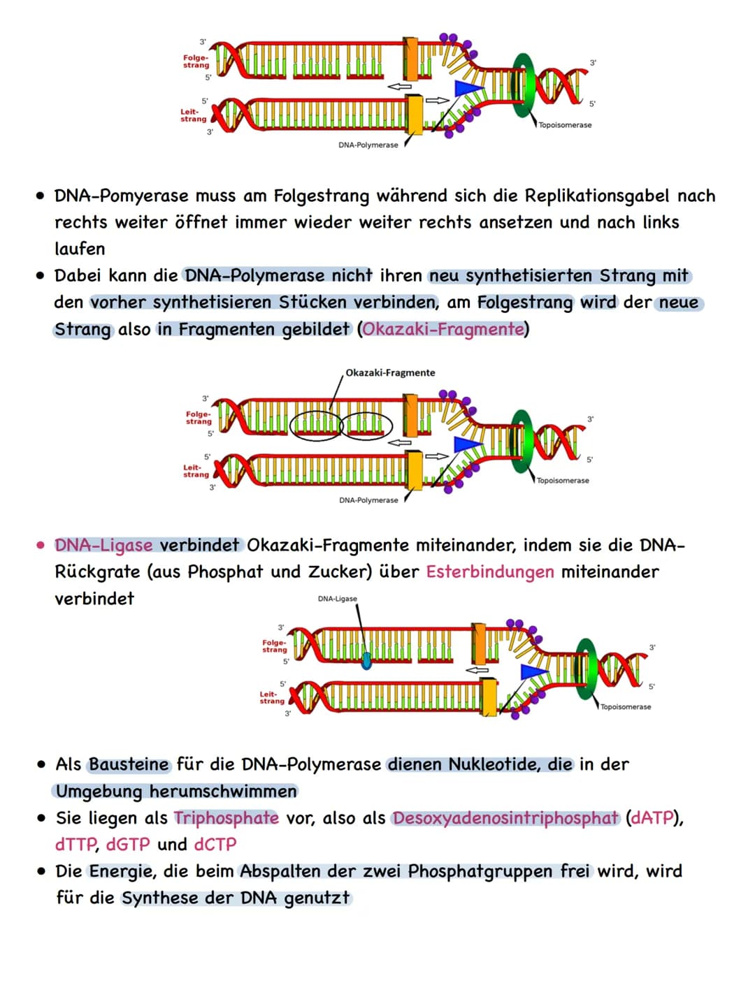 Zusammenfassung
Molekulargenetik
• Bausteine der DNA sind Nukleotide
-> besteht aus einem Zucker, einer Base und einem Phosphatrest
Aufbau d