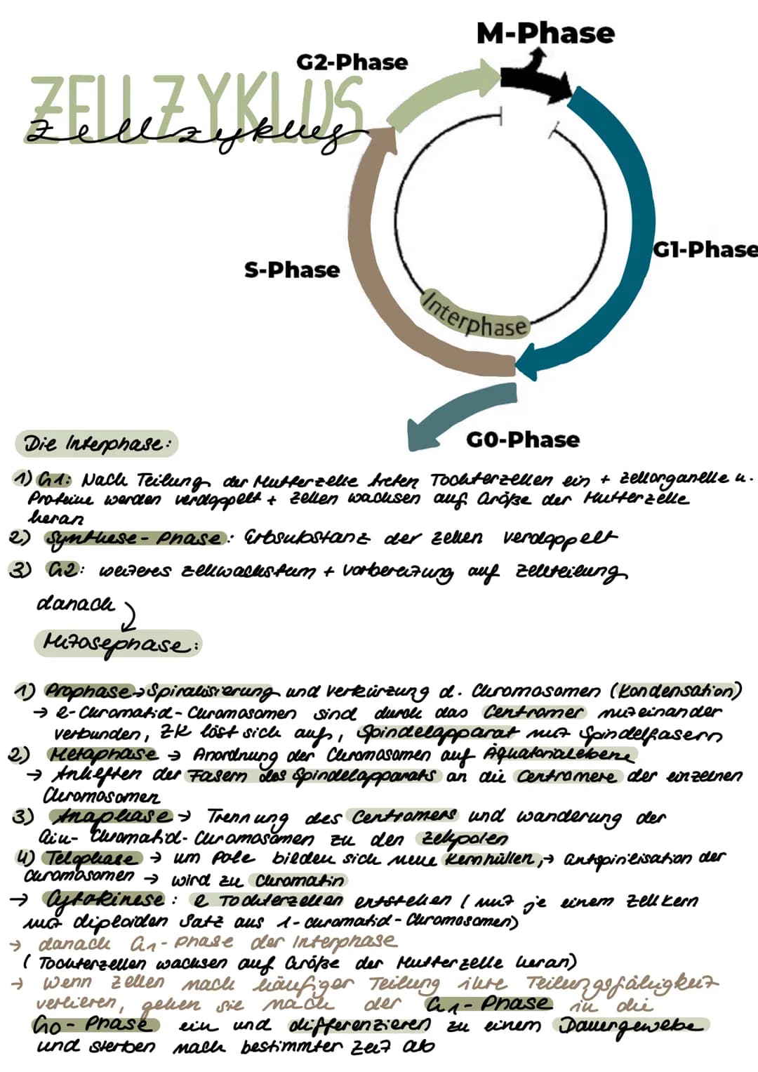 ZELUZYKLUS
G2-Phase
S-Phase
danach )
2
Mizosephase
M-Phase
O
Interphase
Die Interphase:
1) G1: Nach Teilung der Mutterzelle treten Tochterze