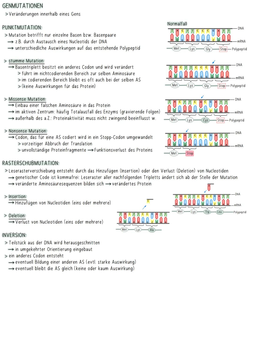GENMUTATIONEN
> Veränderungen innerhalb eines Gens
PUNKTMUTATION:
> Mutation betrifft nur einzelne Basen bzw. Basenpaare
→z.B. durch Austaus