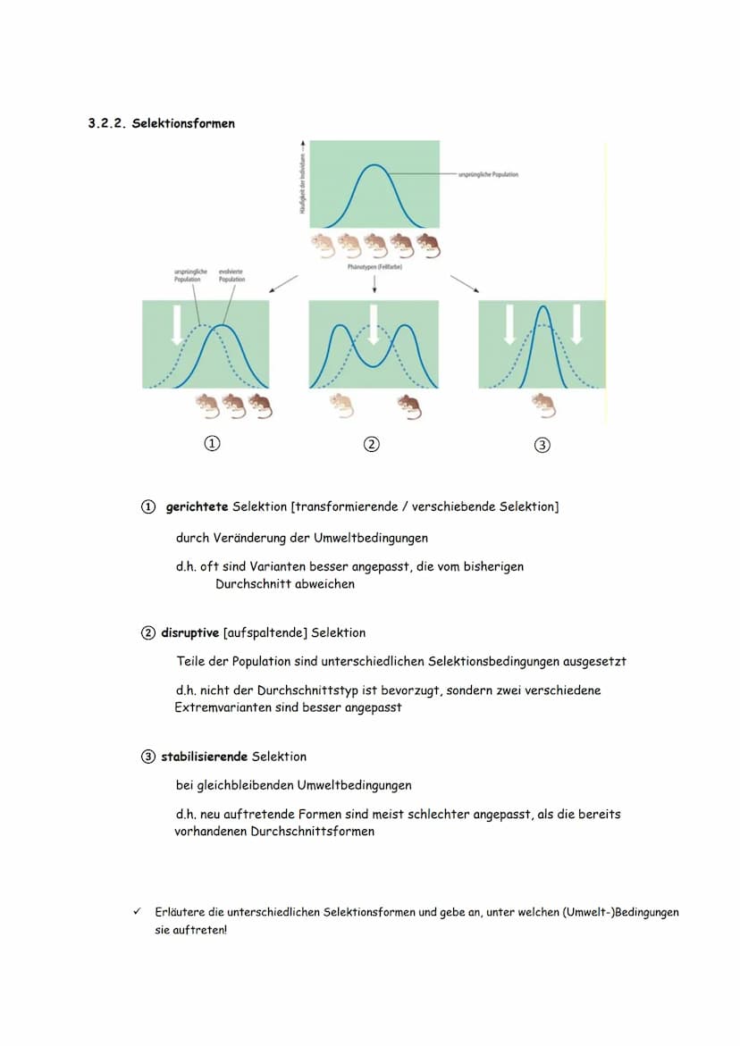 3. Evolutionsmechanismen
[gemäß der synthetischen Evolutionstheorie]
3.1. Variation
d.h. Individuen einer Population unterscheiden sich im P